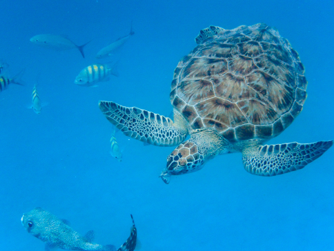 Barbados