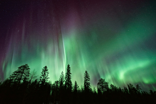 The northern lights over a forest